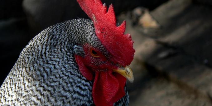 Heritage Breeds -- Barred Plymouth Rock 